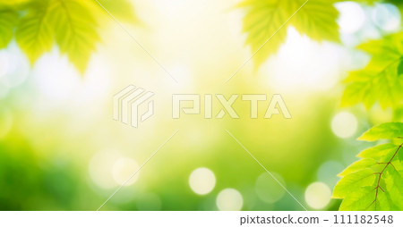 The image features a close-up of green leaves with a blurred background. The leaves are bright and shiny, and there's a branch in the foreground. The lighting is bright and sunny, creating a sense of 111182548