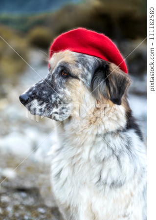 Big dog in bright red beret portrait close-up 111182580
