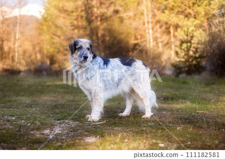 Big dog standing and looking the forest 111182581