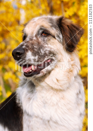 Big mixed breed dog portrait, yellow flowers 111182583