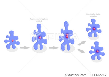 3D Isometric Flat  Conceptual Illustration of Amoeba Reproduction, Irregular Binary Fission 111182767