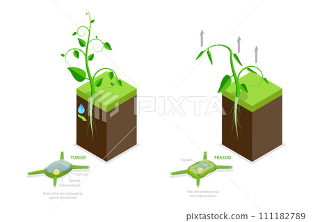 3D Isometric Flat  Conceptual Illustration of Turgor Pressure, Labeled Educational Explanation Scheme 111182789