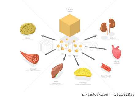 3D Isometric Flat  Conceptual Illustration of Effects Of Adiponectin, Biochemistry Connection between Adipocyte Cells and Internal Organs 111182835