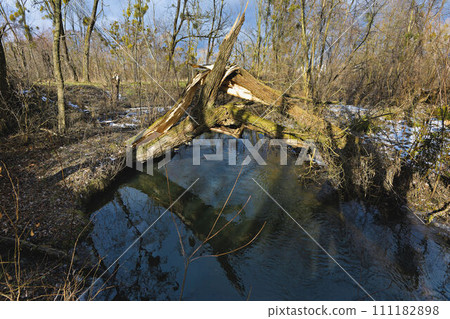 old broken tree on the lake old broken tree on the lake 111182898