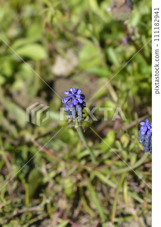 Common grape hyacinth Common grape hyacinth 111182941