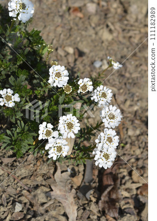Evergreen candytuft Fischbeck Evergreen candytuft Fischbeck 111182989
