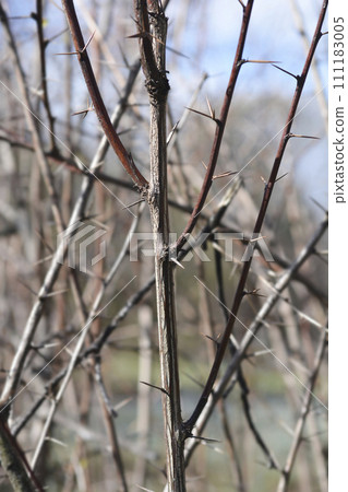 Asian barbery Asian barbery 111183005