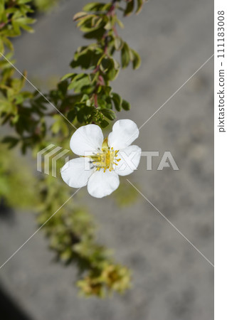 Shrubby Cinquefoil Abbotswood Shrubby Cinquefoil Abbotswood 111183008