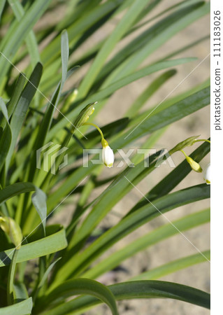 Summer snowflake 111183026