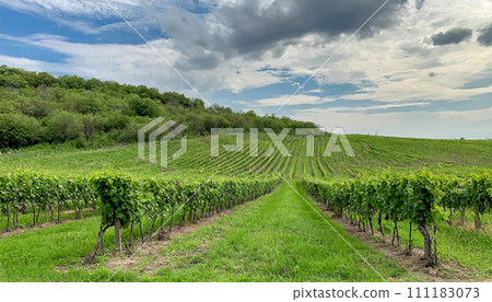green field with rows of vines for harvesting Ripe grapes for the production of fine wines 111183073