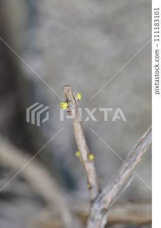 Yellow trumpet vine 111183101