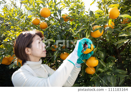 日本婦女採柑橘， 111183164