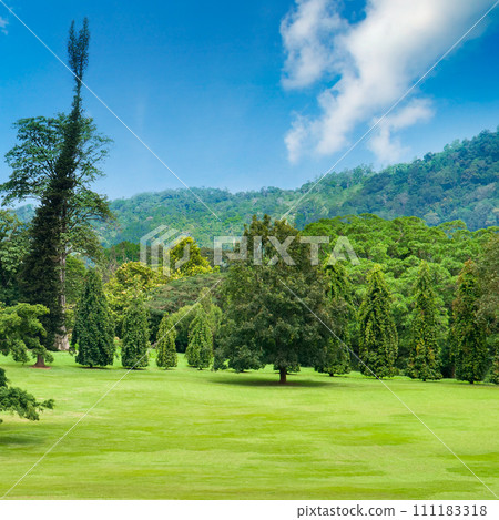 A picturesque botanical garden with exotic plants and trees. Kandy, Sri Lanka. 111183318