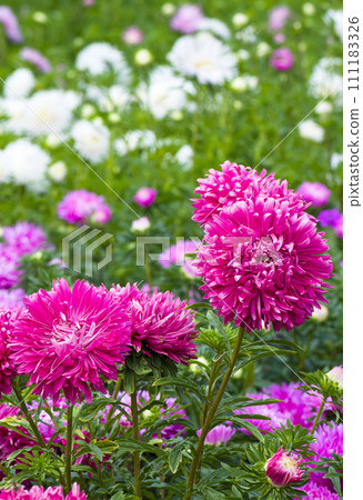 Bright aster flowers in a summer garden. Vertical photo. Bright aster flowers in a summer garden. Vertical photo. 111183326