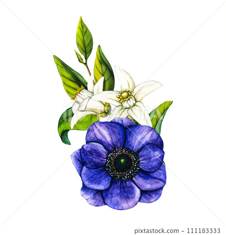 Watercolor blue Anemone with white flowers and leaves on a white background. Beautiful flowers watercolor vector illustration for Mothers Day, International Women's Day, Valentine's Day Love, March 8 111183333