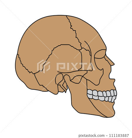 Human skull icon 111183887