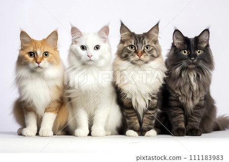 AI-generated content. Group of Fluffy Maine Coon Cats Sitting Together AI-generated content. Group of Fluffy Maine Coon Cats Sitting Together 111183983