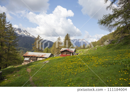 Beautiful panoramic view of idyllic alpine mountain meadow in Switzerland 111184004