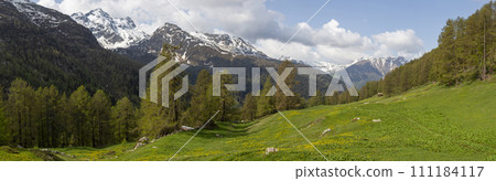 Beautiful panoramic view of idyllic alpine mountain meadow in Switzerland Beautiful panoramic view of idyllic alpine mountain meadow in Switzerland 111184117
