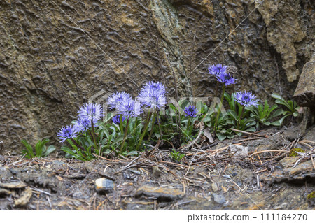 Heart-leaved globe daisy (Globularia cordifolia) Heart-leaved globe daisy (Globularia cordifolia) 111184270