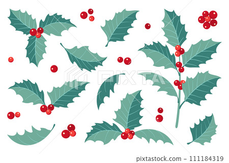 Christmas holly berry leaves. Christmas symbol vector illustration. 111184319