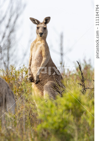 An adult Kangaroo standing tall in bushland in regional Australia 111184764
