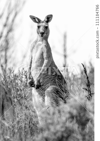 An adult Kangaroo standing tall in bushland in regional Australia An adult Kangaroo standing tall in bushland in regional Australia 111184766