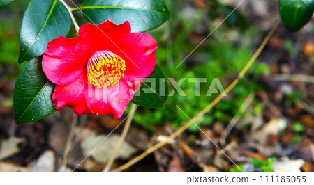陽光下的茶花， 111185055