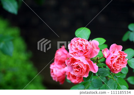 花園裡盛開的亮粉色玫瑰花 花園裡盛開的亮粉色玫瑰花 111185534