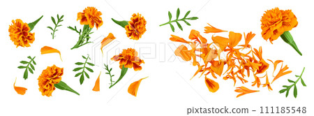 fresh marigold or tagetes erecta flower isolated on white background with full depth of field. Top view. Flat lay 111185548