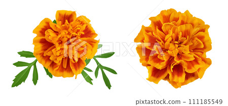 fresh marigold or tagetes erecta flower isolated on white background with full depth of field. fresh marigold or tagetes erecta flower isolated on white background with full depth of field. 111185549