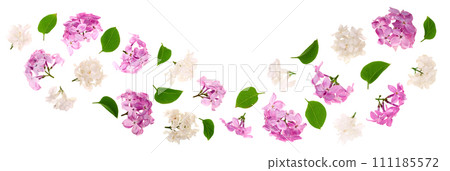 lilac flowers, branches and leaves isolated on white background. Flat lay. Top view 111185572