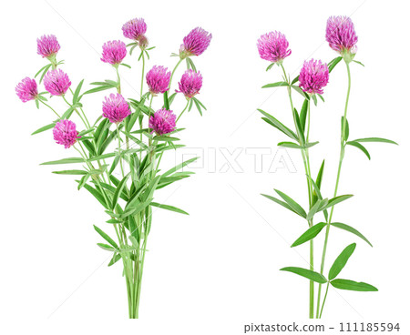 Clover or trefoil flower medicinal herbs isolated on white background 111185594