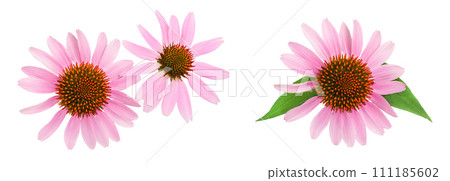 Coneflower or Echinacea purpurea isolated on white background, Top view. Flat lay. 111185602