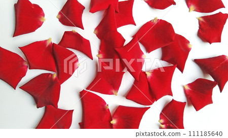 red rose petals on a white background. preparing for a romantic evening 111185640