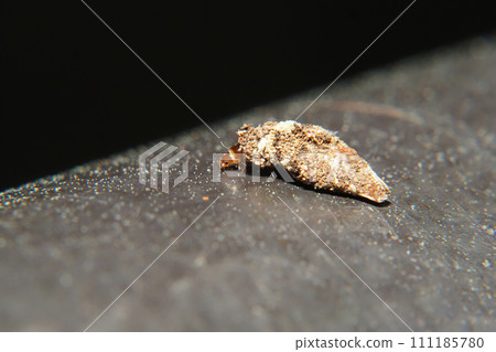 small bagworm small bagworm 111185780