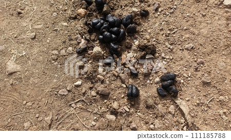 The excrement of a donkey on the dry and barren ground. 111185788