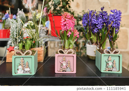 Christmas composition with hyacinths for Christmas Christmas composition with hyacinths for Christmas 111185941