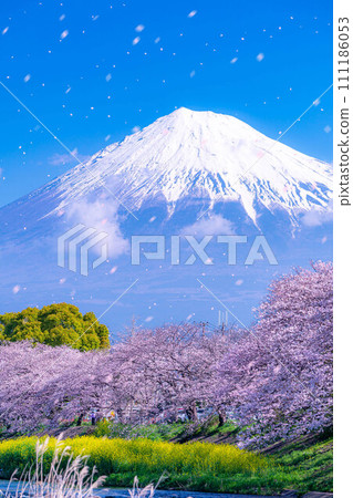 [Sakura blizzard material] Sakura blizzard of Juni River and Ryugabuchi in Fuji City, Shizuoka Prefecture [Shizuoka Prefecture] 111186053