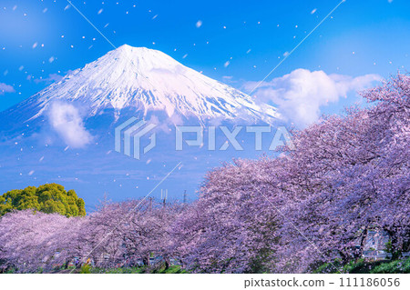 [櫻花暴風雪素材]靜岡縣富士市十二川和龍河淵的櫻花暴風雪[靜岡縣] 111186056