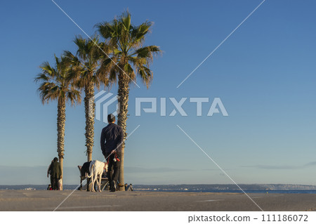 Seaside Stroll with Companions and Palms 111186072