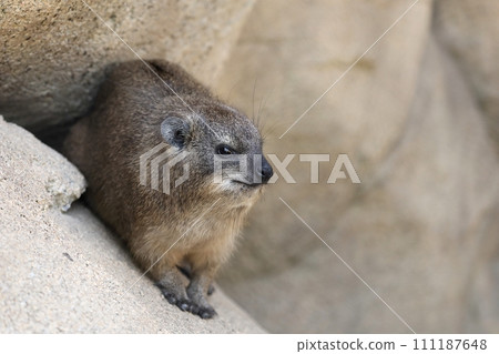 海拉克斯角從岩石後方出現 111187648