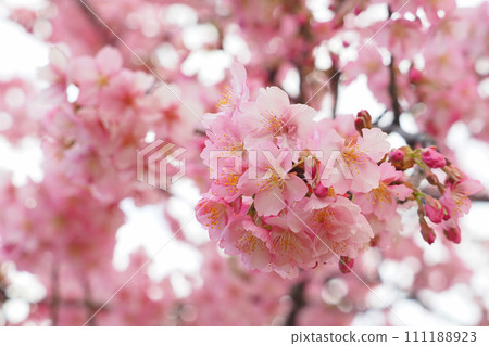 Kawazu cherry tree Kawazu cherry tree 111188923