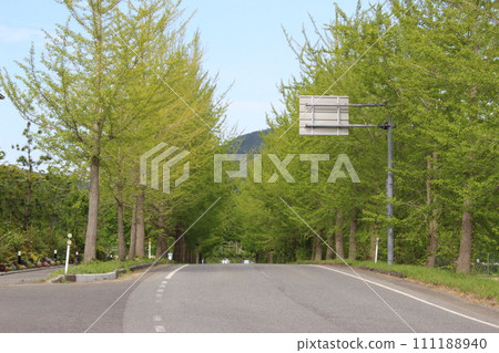 Fresh green, Kannabe Plateau, Ginkgo tree-lined (Hyogo Prefecture) Fresh green, Kannabe Plateau, Ginkgo tree-lined (Hyogo Prefecture) 111188940