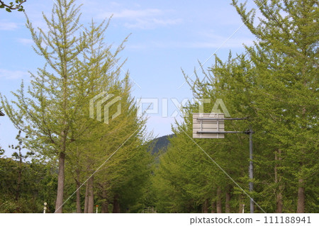 Fresh green, Kannabe Plateau, Ginkgo tree-lined (Hyogo Prefecture) Fresh green, Kannabe Plateau, Ginkgo tree-lined (Hyogo Prefecture) 111188941