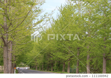 Fresh green, Kannabe Plateau, Ginkgo tree-lined (Hyogo Prefecture) Fresh green, Kannabe Plateau, Ginkgo tree-lined (Hyogo Prefecture) 111188942