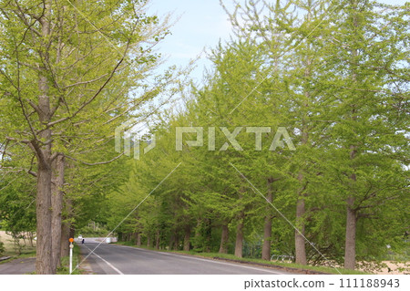 Fresh green, Kannabe Plateau, Ginkgo tree-lined (Hyogo Prefecture) Fresh green, Kannabe Plateau, Ginkgo tree-lined (Hyogo Prefecture) 111188943