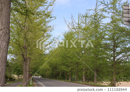 Fresh green, Kannabe Plateau, Ginkgo tree-lined (Hyogo Prefecture) Fresh green, Kannabe Plateau, Ginkgo tree-lined (Hyogo Prefecture) 111188944