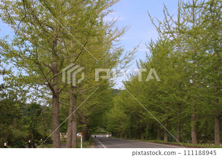 Fresh green, Kannabe Plateau, Ginkgo tree-lined (Hyogo Prefecture) Fresh green, Kannabe Plateau, Ginkgo tree-lined (Hyogo Prefecture) 111188945