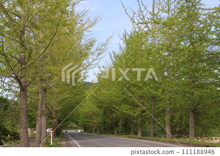 Fresh green, Kannabe Plateau, Ginkgo tree-lined (Hyogo Prefecture) Fresh green, Kannabe Plateau, Ginkgo tree-lined (Hyogo Prefecture) 111188946